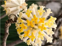1d6a2398-20190304 Edgeworthia.jpg